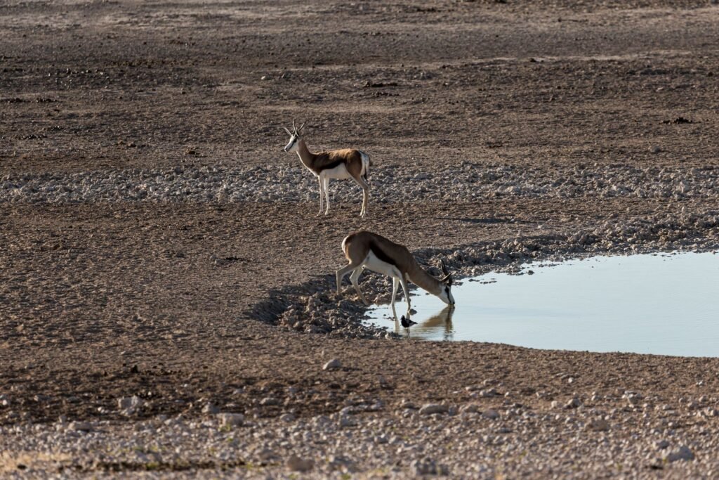 Kudde springbokken op de vlakte langs de witte Etosha-pan