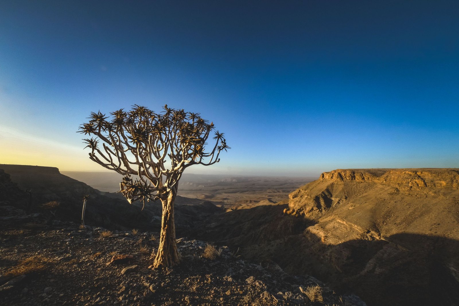 Kokerboom bij zonsondergang aan de rand van de Fish River Canyon