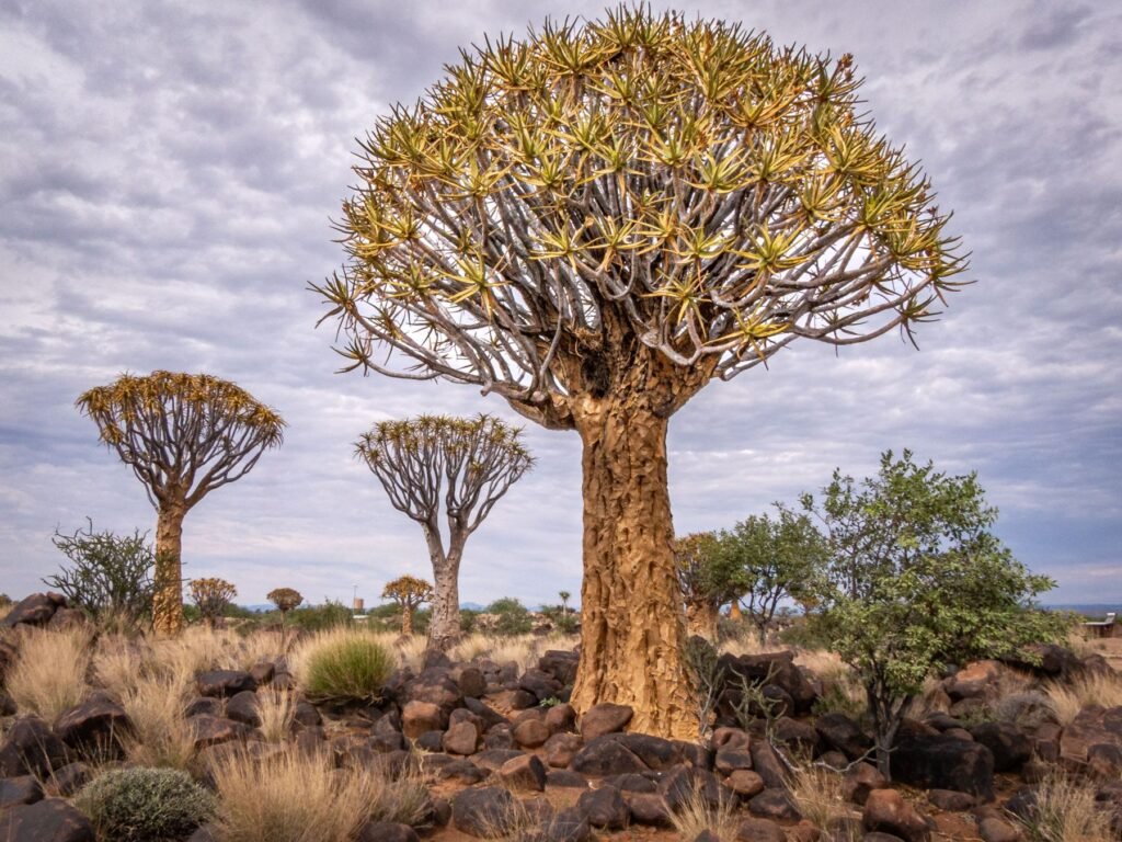 Kokerbomen tussen rotsblokken in het Kokerboomwoud bij Keetmanshoop