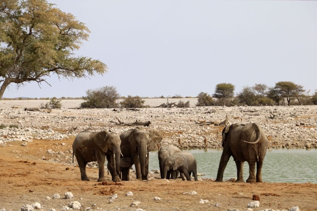 Olifanten bij een waterpoel in Etosha in het droge seizoen