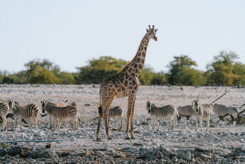 Zebra’s en giraffen op de vlakte rond de zoutpan van Etosha