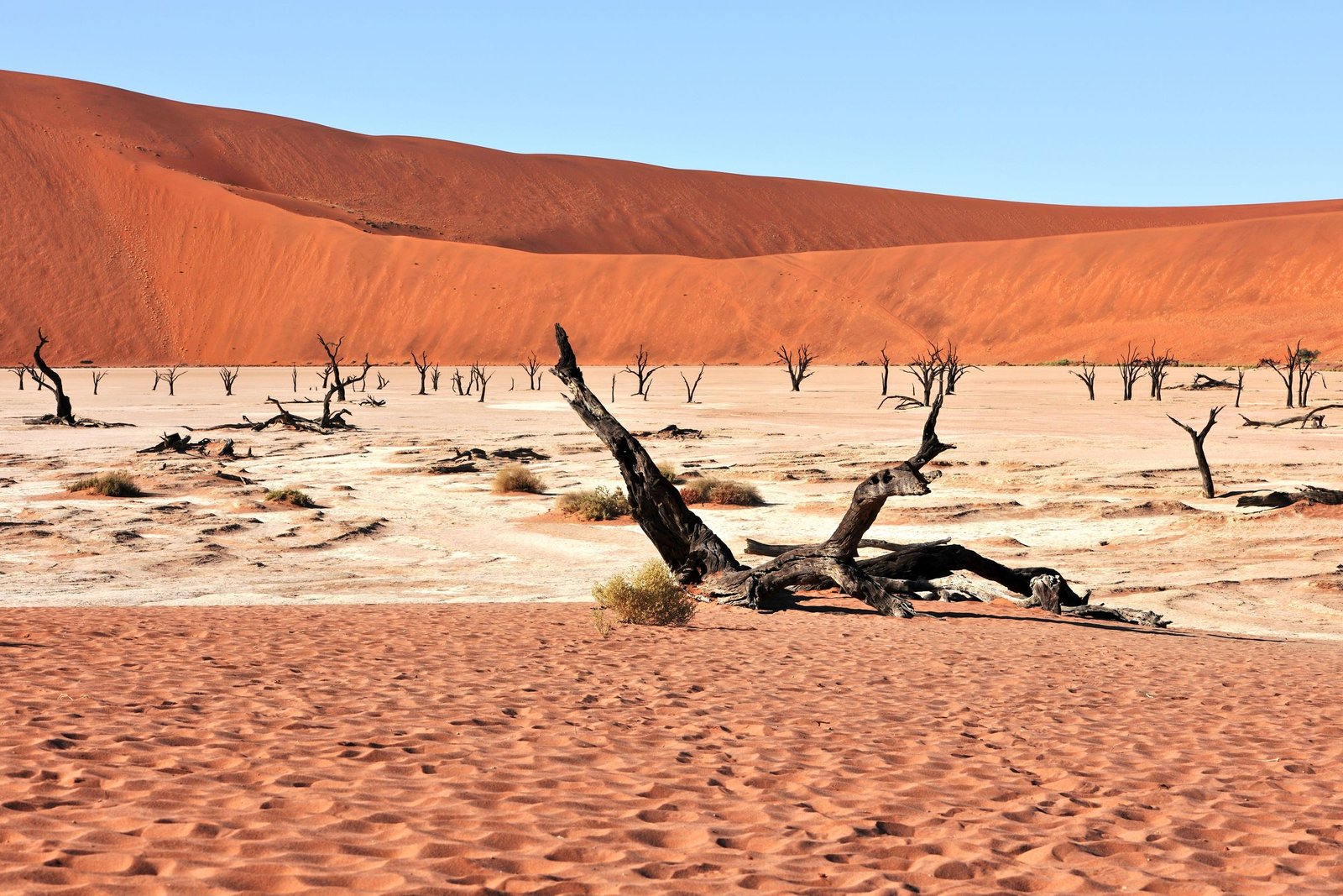 Dode kameeldoornbomen in Deadvlei met de rode duinen van Sossusvlei erachter