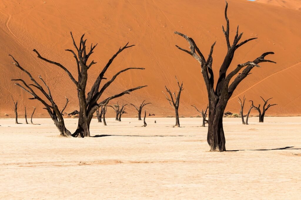 Dode kameeldoornbomen op de witte kleipan van Deadvlei met oranje duinen erachter