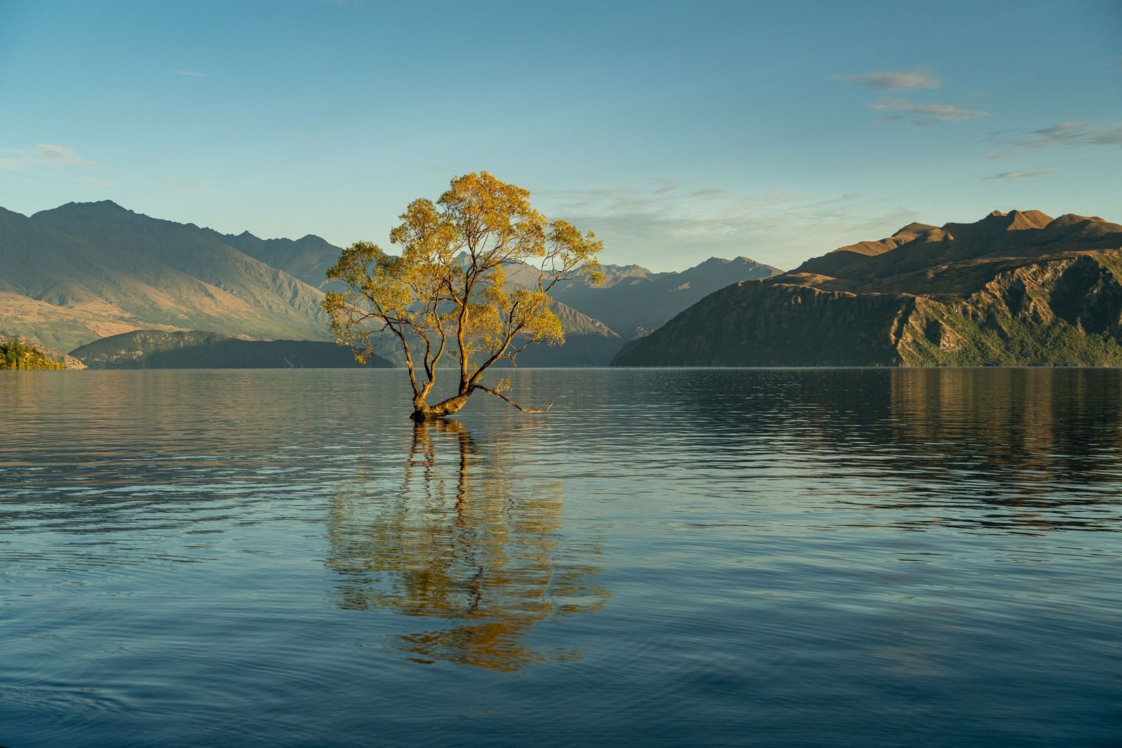 That Wanaka Tree in Lake Wanaka