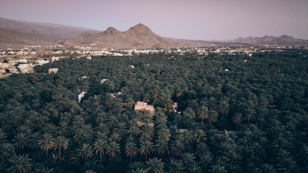 Groene palmen en bergen in Oman