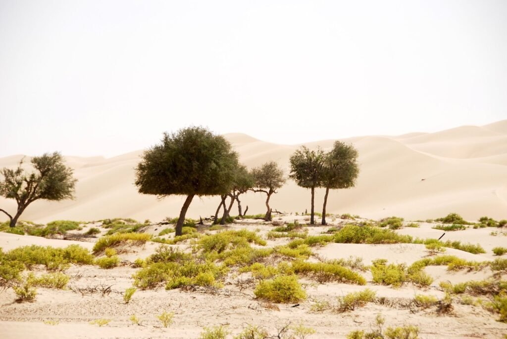 Duinen met bomen in de woestijn