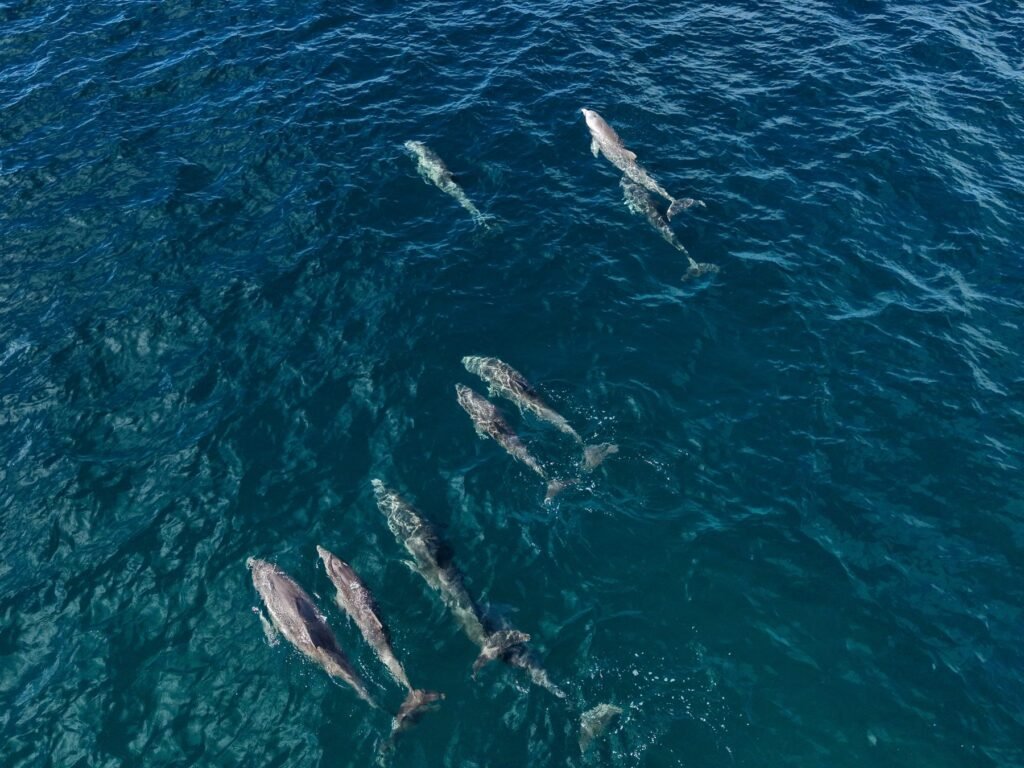 Staart van een bultrug boven het wateroppervlak van de oceaan