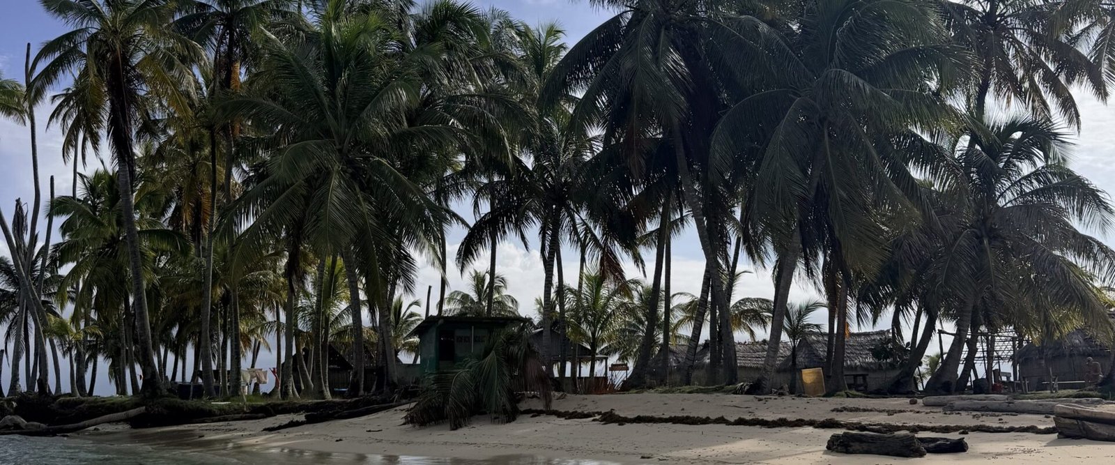 Palmen op een eiland in San Blas