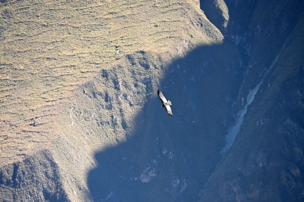 Landbouwterrassen in de Colca Canyon in het droge seizoen