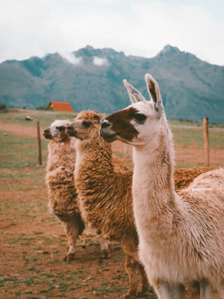 Alpaca’s grazen op een hoogvlakte in de Andes