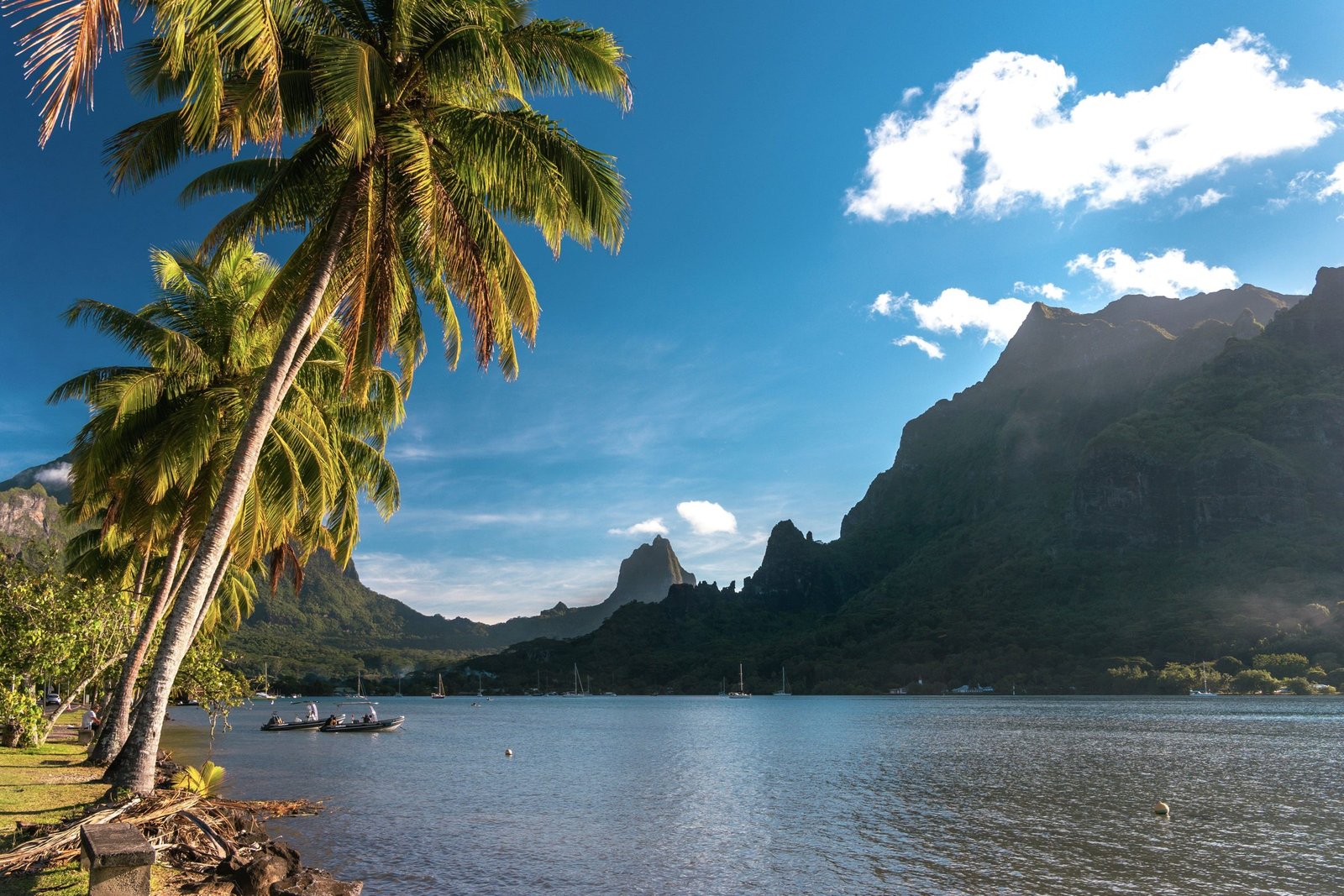 De lagune van Moorea met palmbomen