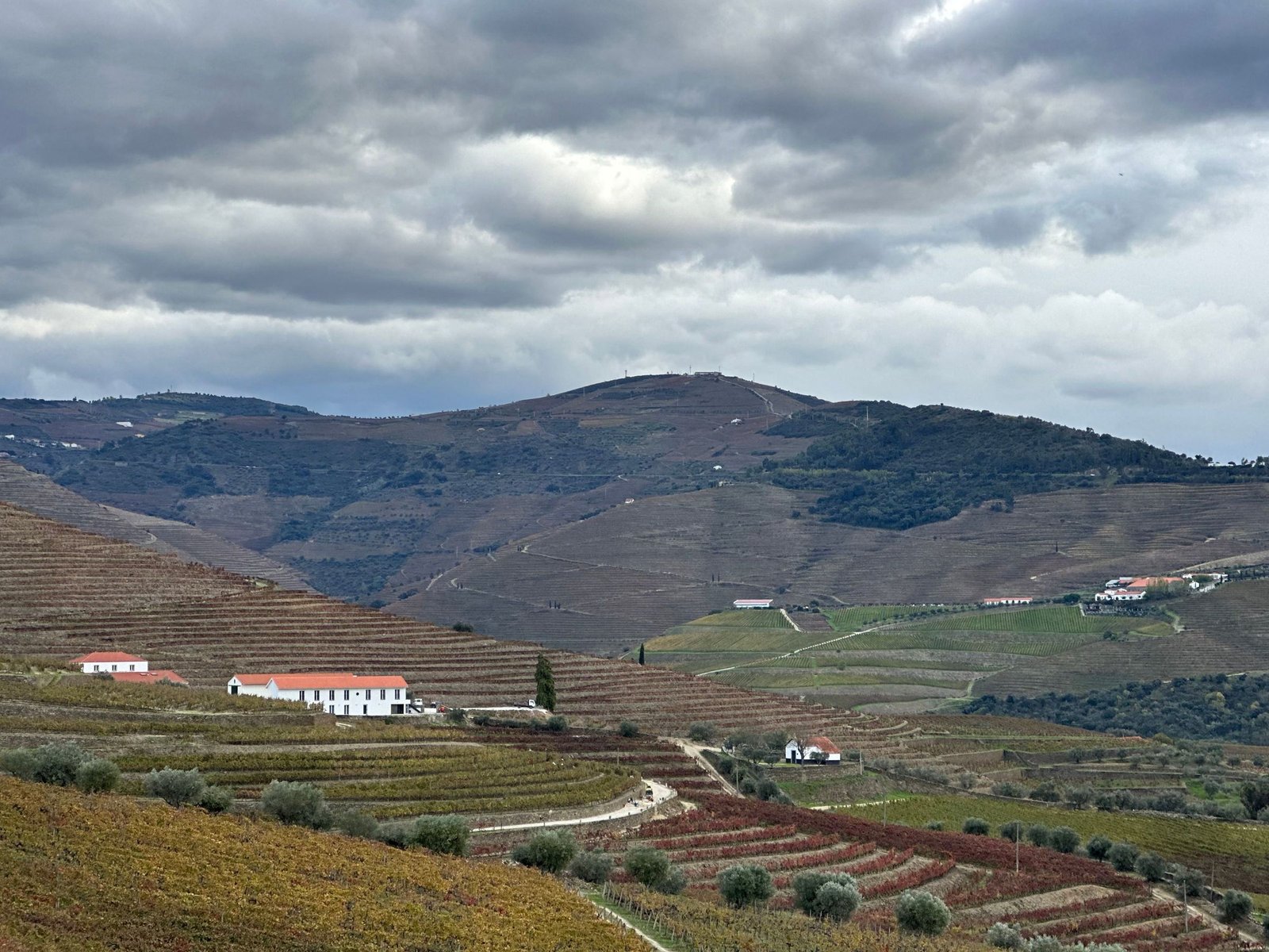 Wijngaarden in de Douro-vallei