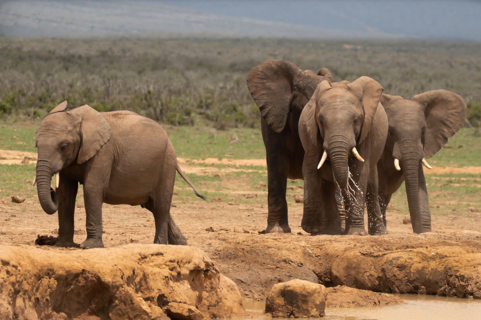 Olifanten bij een waterpoel in Addo Elephant Park