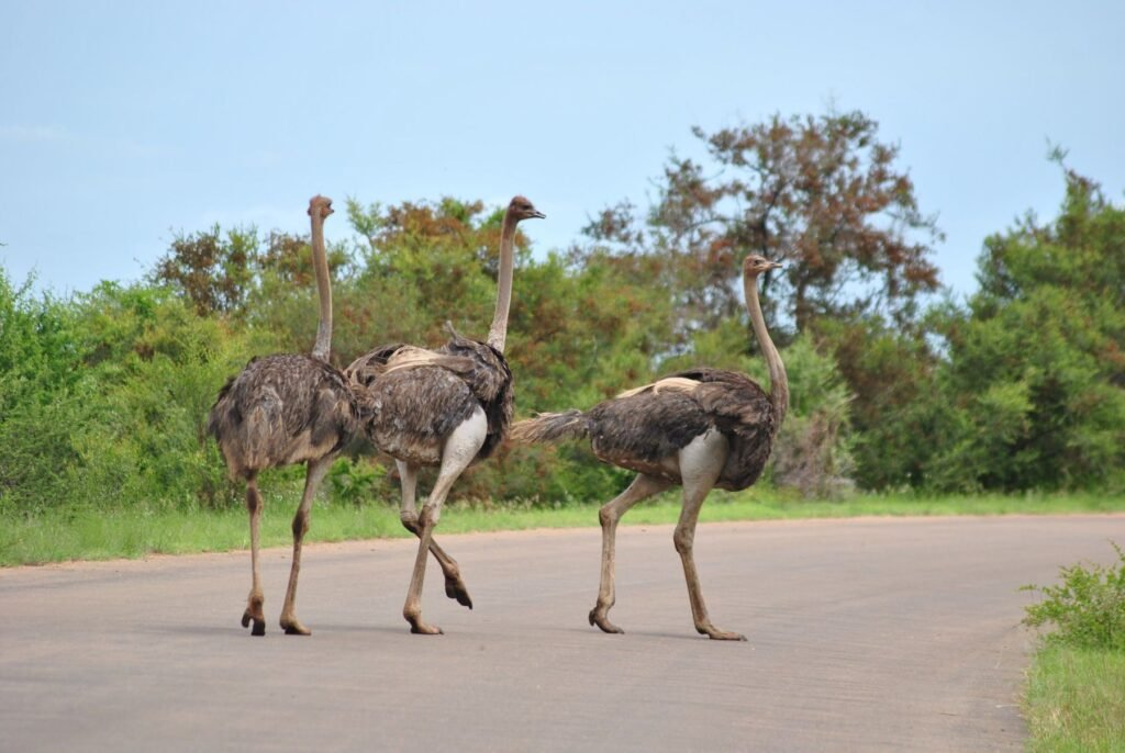 Struisvogels steken een weg over in het Krugerpark