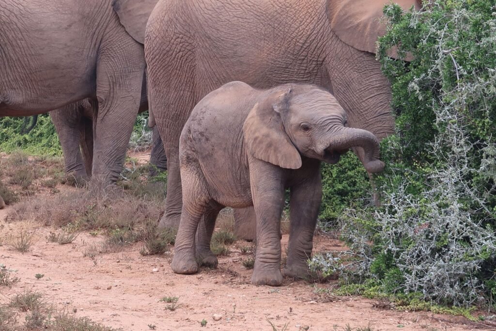 Jonge olifant in het Addo Elephant Park