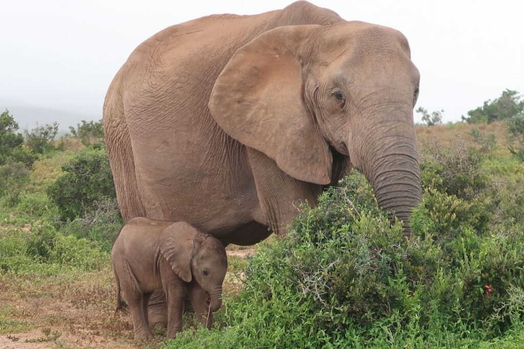 Olifant met jong in het Addo Elephant Park