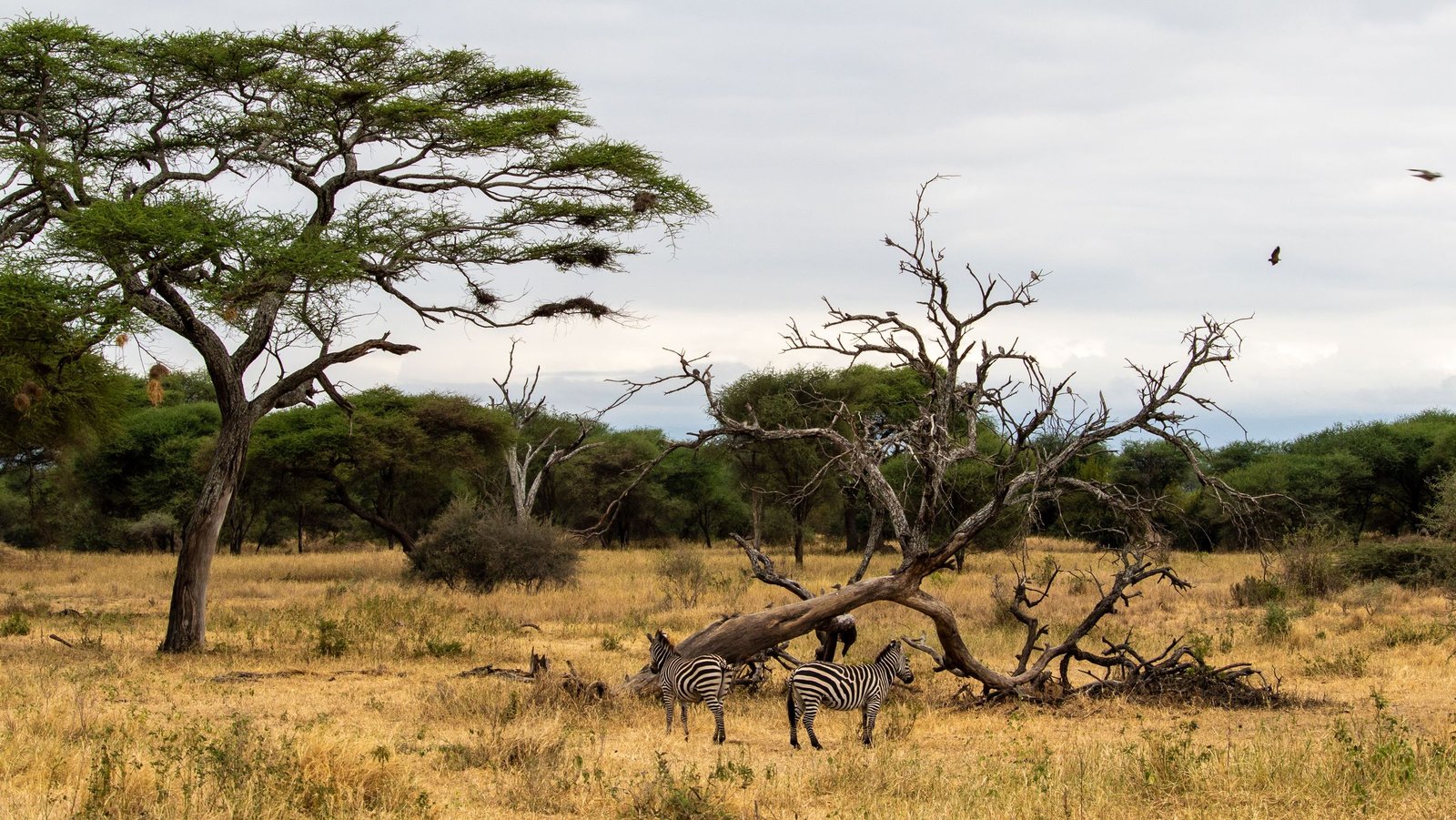 Acacia’s en zebra’s in de Serengeti