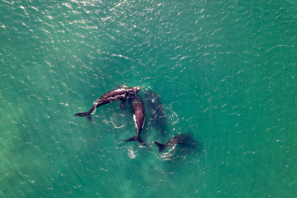 Zuidkapers in het water, gezien vanuit de lucht