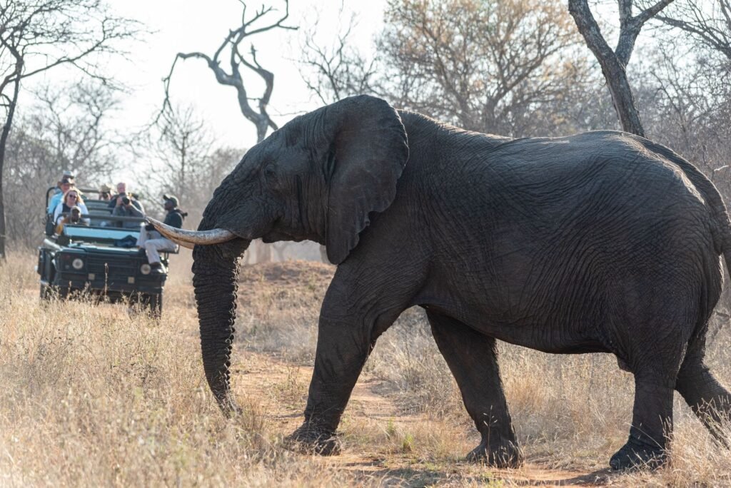 Olifant naast een safariwagen
