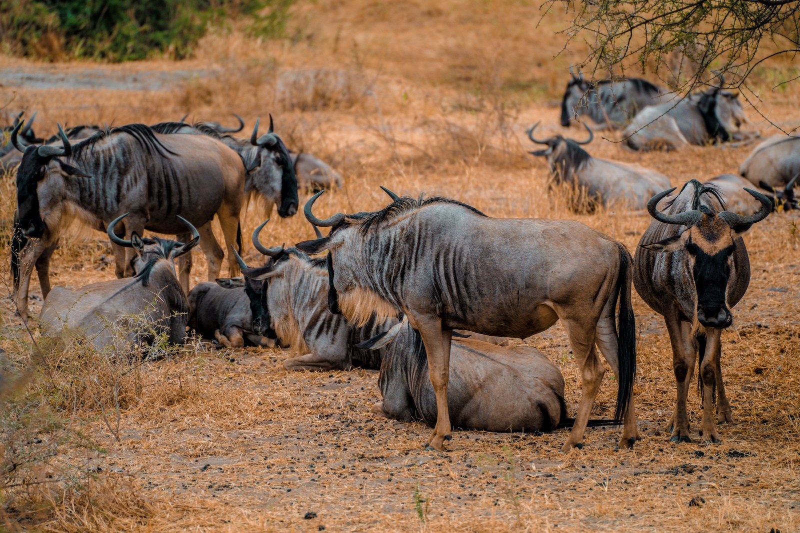 Gnoes rusten op de vlakte van de Serengeti