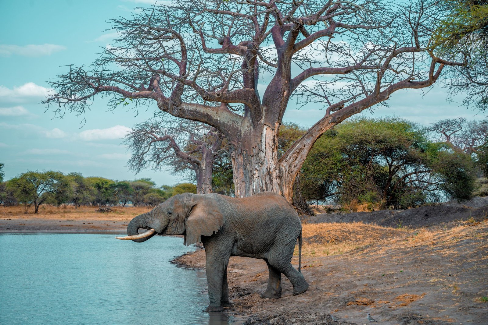 Olifant drinkt bij een baobab aan het water