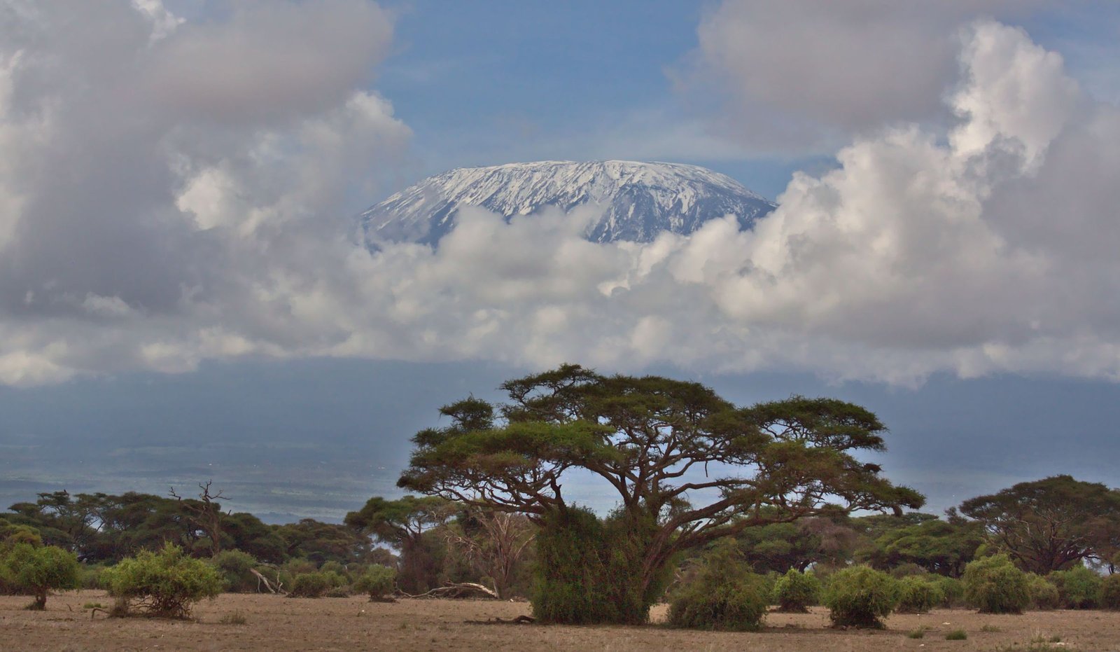 De Kilimanjaro boven de wolken en een acacia