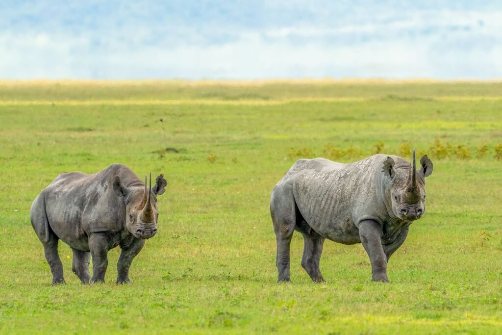 Twee zwarte neushoorns in het groene gras
