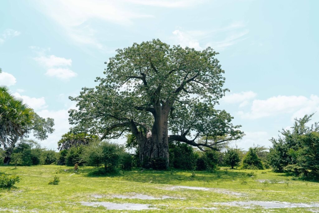 Baobab in een groen landschap in Tanzania