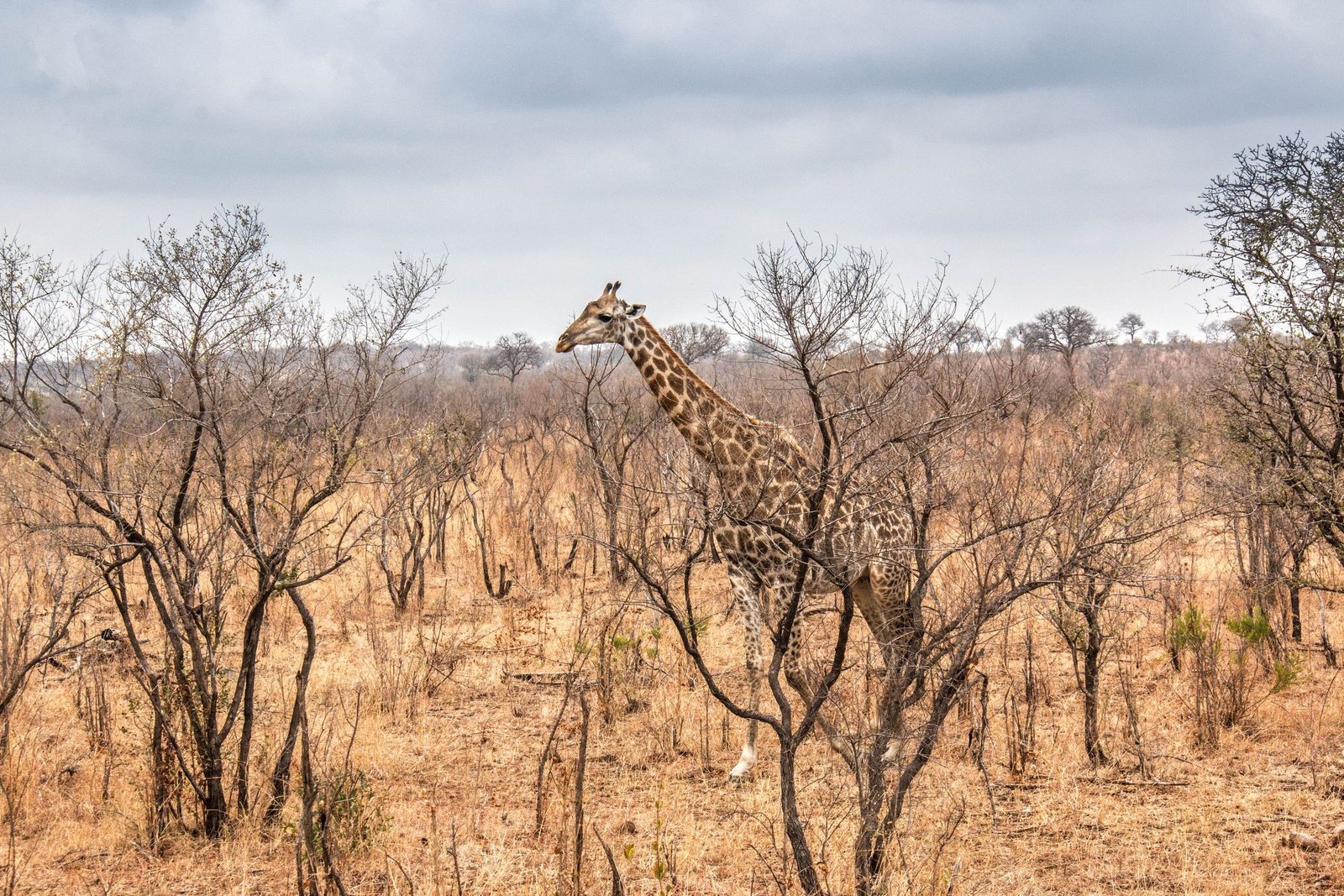 Giraf tussen de bomen in het bushveld van het Krugerpark