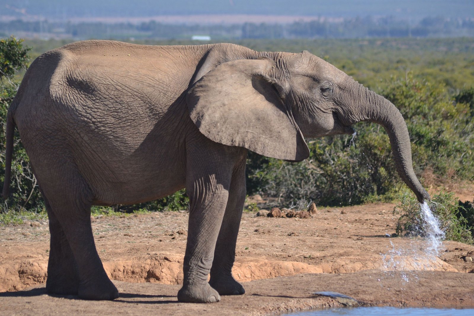 Olifant drinkt aan een waterpoel in de Oost-Kaap