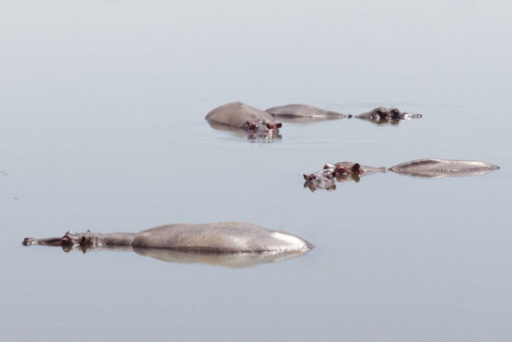 Nijlpaarden in een rivier