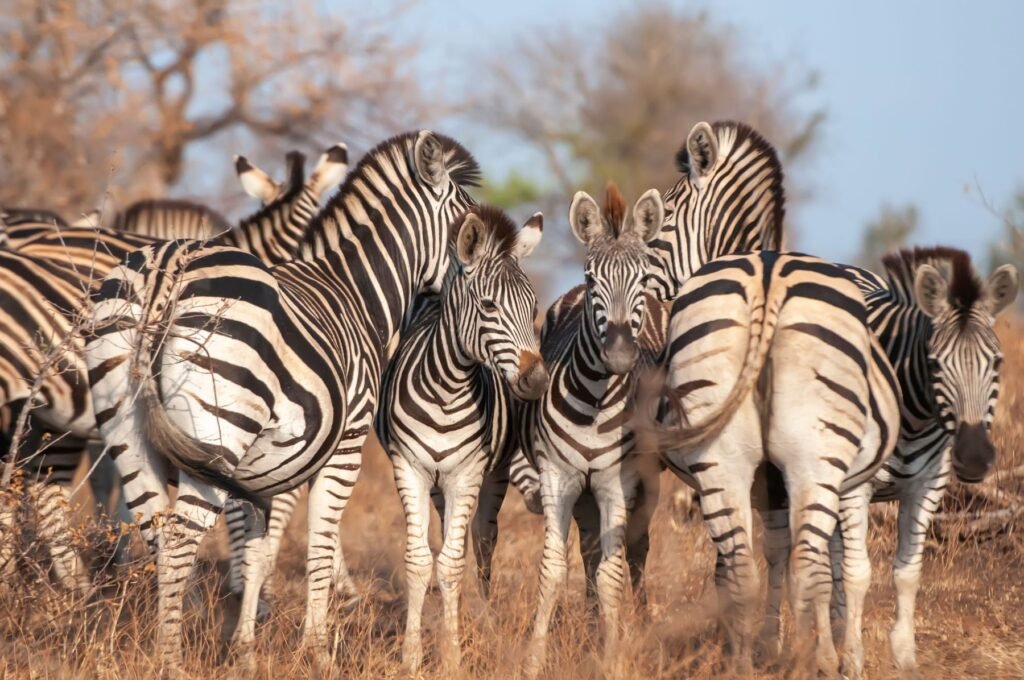 Kudde zebra’s in de savanne