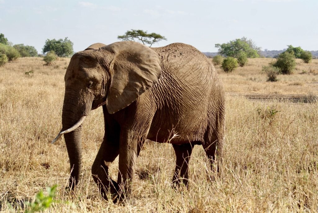 Olifant in het droge gras van Tarangire