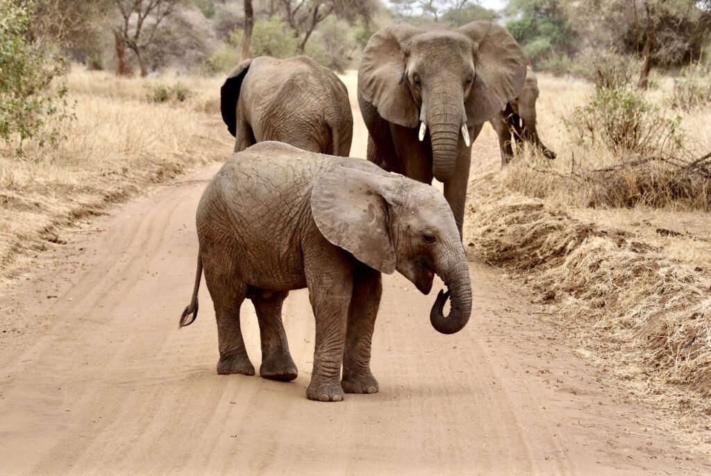 Olifanten op een zandweg in Tarangire