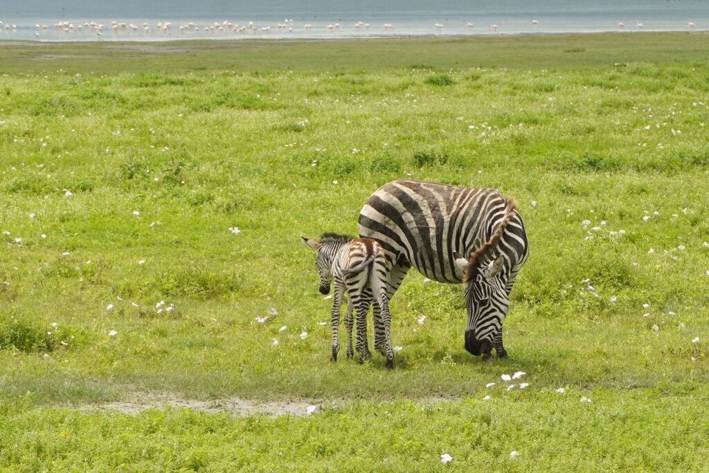 Zebra met veulen in het groene gras