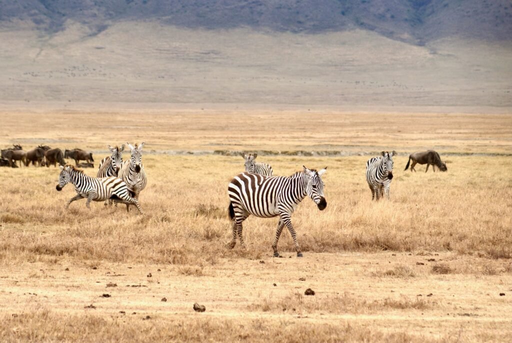 Zebra’s op de grasvlakte van de Serengeti