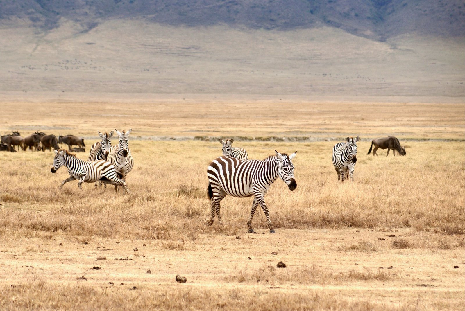 Zebra’s op de grasvlakte van de Serengeti