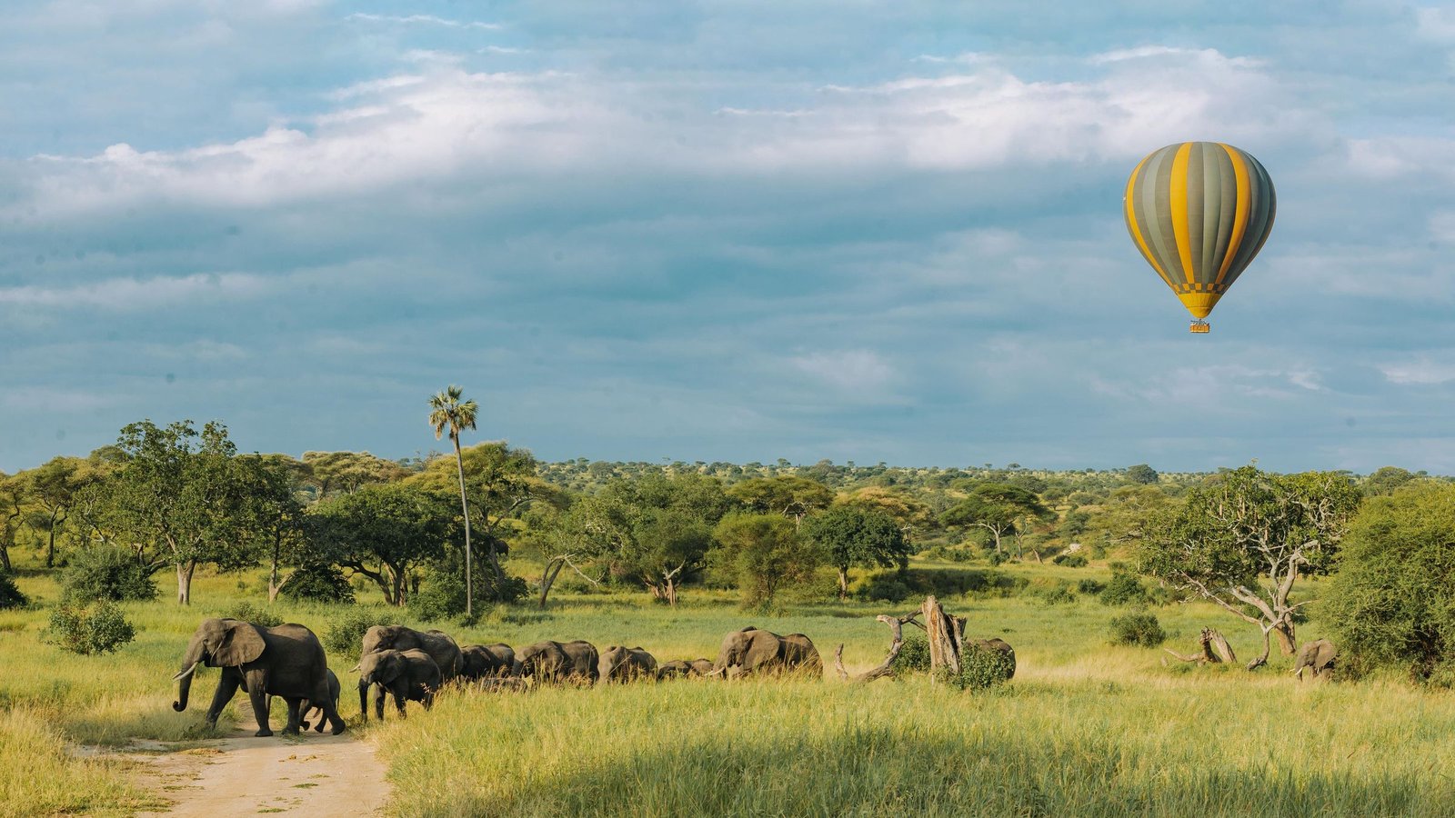 Heteluchtballon boven olifanten in Tarangire