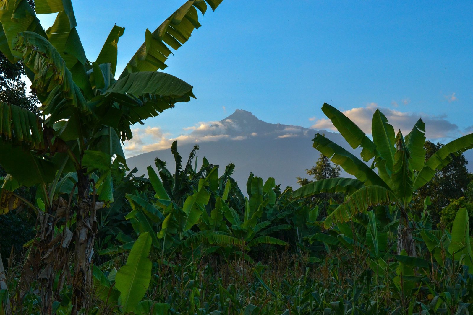 Bananenplanten met Mount Meru op de achtergrond