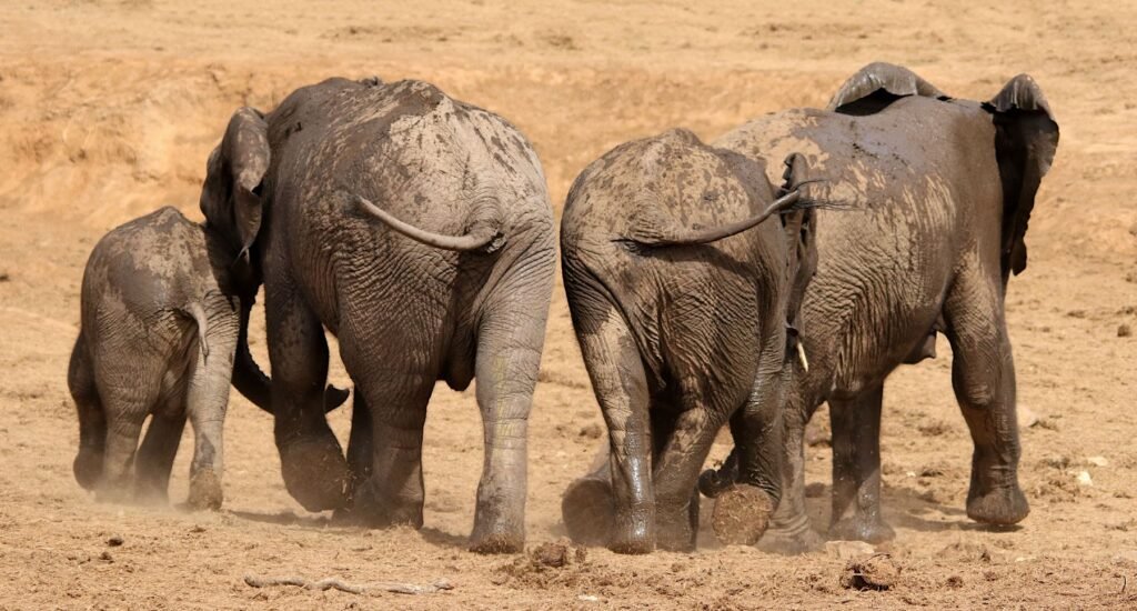 Familie olifanten op weg in Addo Elephant Park