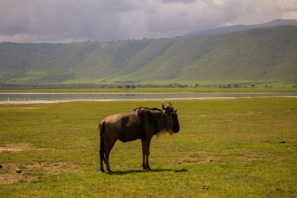 Gnoe op de groene bodem van de Ngorongoro-krater