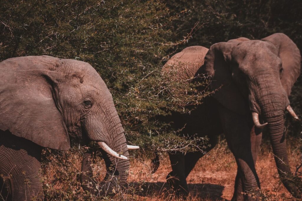 Olifanten in het bushveld