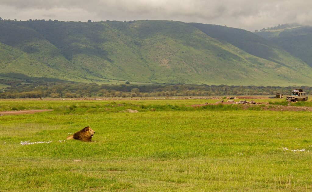 Leeuw op de groene bodem van de Ngorongoro-krater