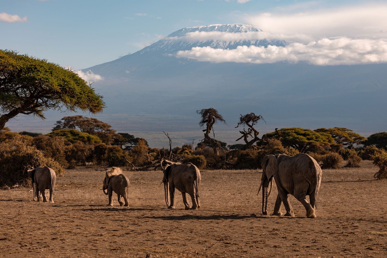 De Kilimanjaro met olifanten op de vlakte