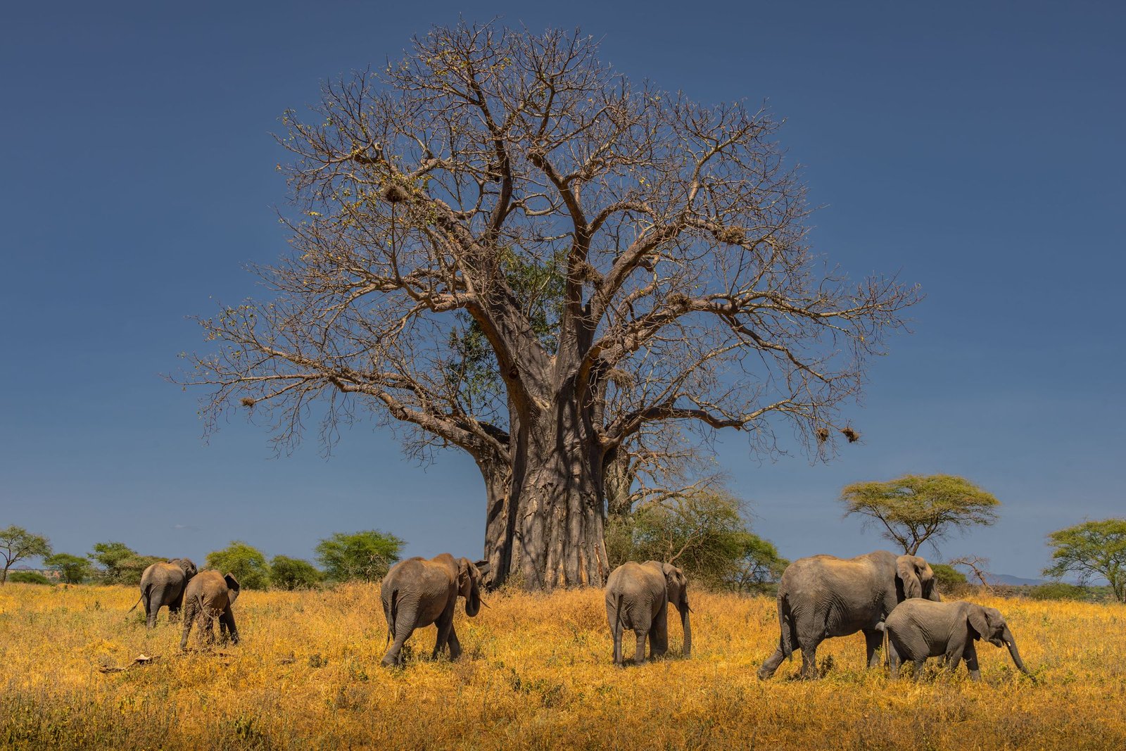 Olifanten onder een baobab in Tarangire
