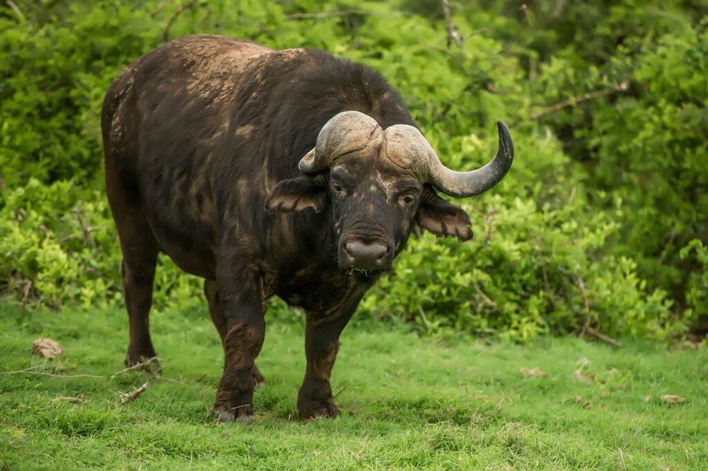 Kaapse buffel in het groene gras