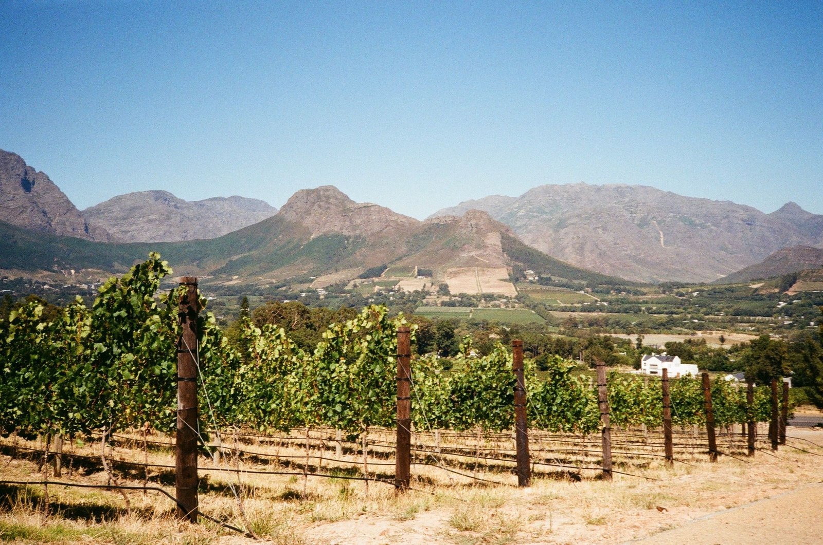 Wijngaarden in een vallei bij Stellenbosch