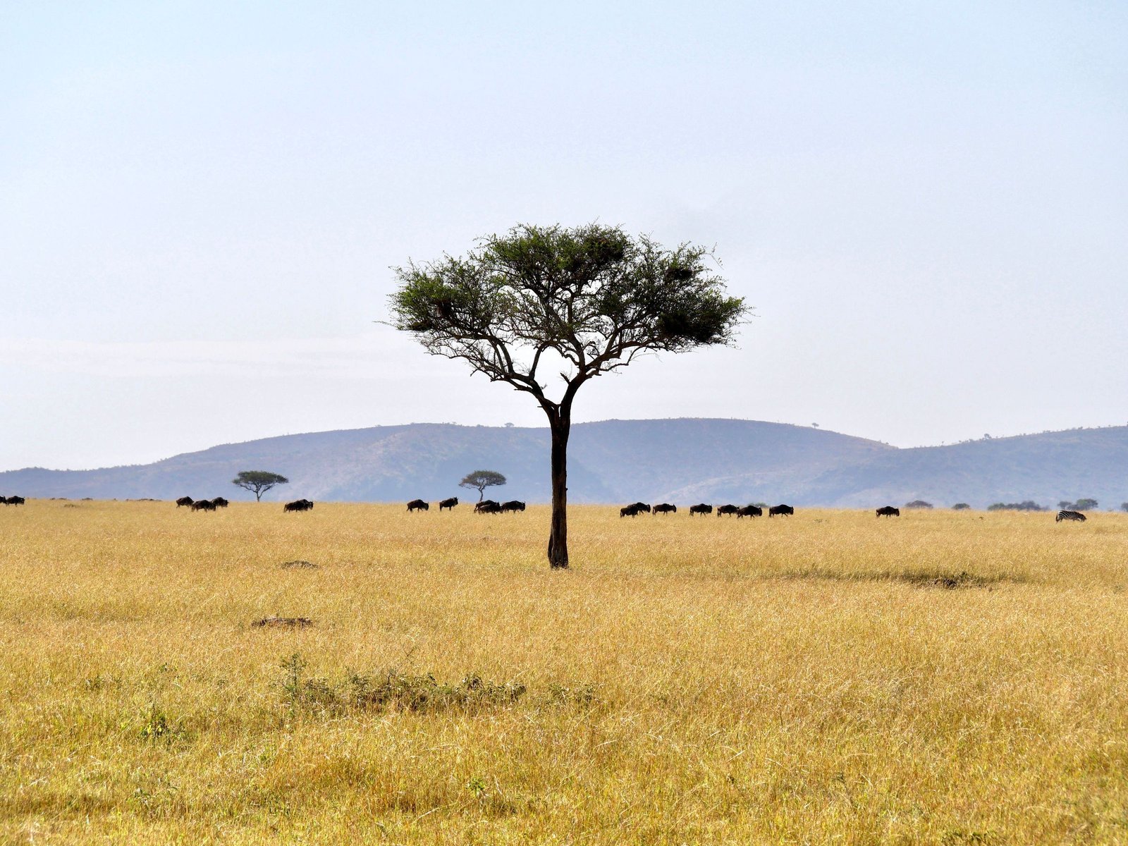 Acacia op de vlakte van de Serengeti