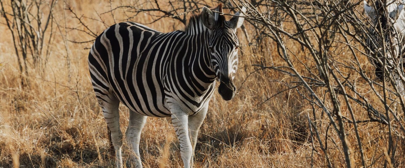 Zebra in het droge bushveld