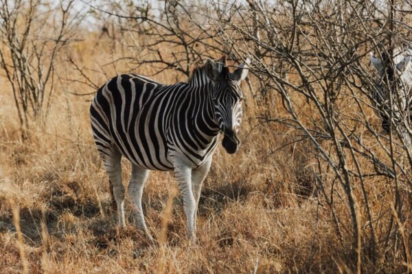 Zebra in het droge bushveld